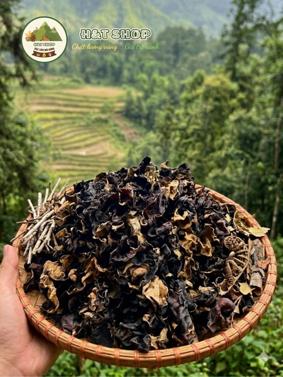 mộc nhĩ rừng tây bắc
